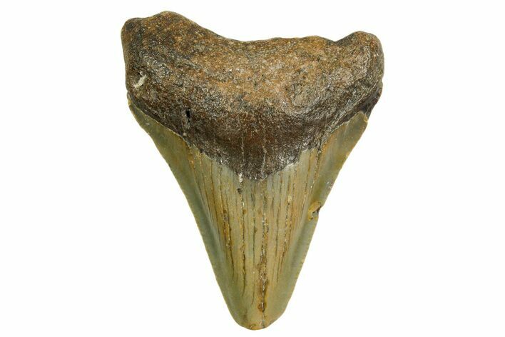 Juvenile Megalodon Tooth - North Carolina #361673